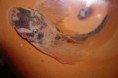 /album/ancistrus-sp-lda16/a-sp-lda-16-001-jpg/